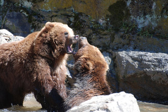 一对灰熊熊与这两个他们的嘴宽开放
