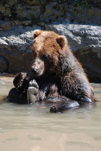 可爱的灰熊熊玩自己浅河