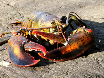 生活龙虾与大爪子的海滩缅因州