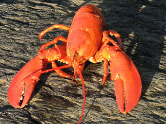 红色的煮熟的缅因州龙虾煮熟的的海滩