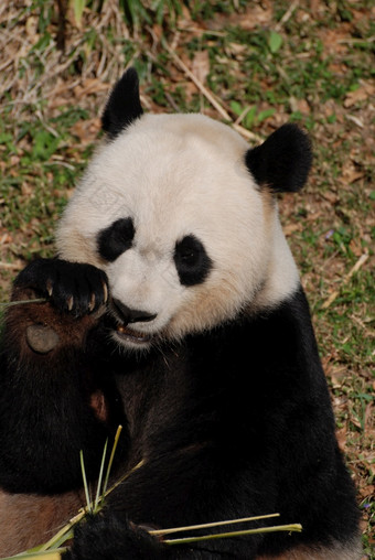 真的可爱的熊猫熊吃芽竹子