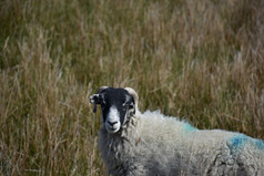 神奇的看成的脸非常甜蜜的斯韦尔代尔羊