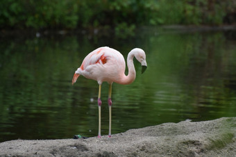 华丽的图像粉红色的智利火烈鸟