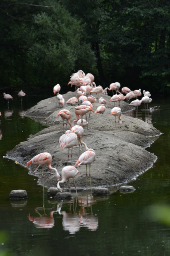 美妙的粉红色的智利火烈鸟池塘