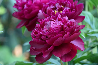 花园与可爱的黑暗粉红色的<strong>牡丹</strong>花花朵