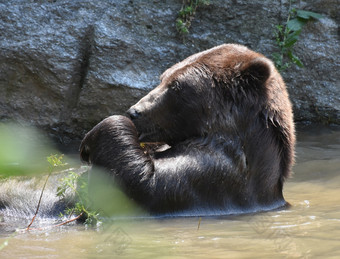 科迪亚克熊洗澡的野生持有嫩枝它的爪子
