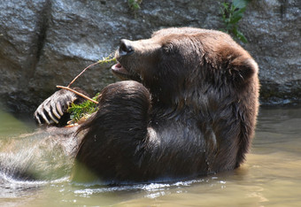 可爱的棕色（的）熊一点一点地吃嫩枝而采取浴