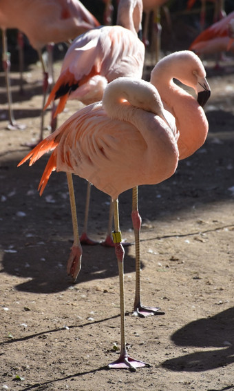 两个粉红色的火烈鸟站一个腿