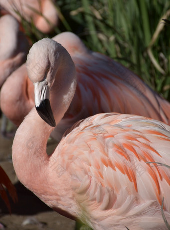 惊人的粉红色的火烈鸟鸟与他的脖子弯曲的