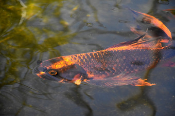 才华横溢的明亮的橙色和黑色的锦 鲤鱼游泳Zen池塘