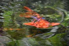 才华横溢的橙色锦 鲤鱼游泳水下Zen锦 鲤池塘