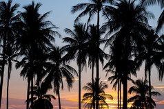 轮廓椰子棕榈树日落