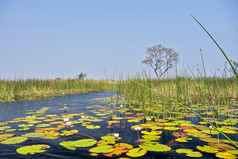 湿地景观奥卡万戈δ博茨瓦纳非洲阿尔贝托·职业生涯