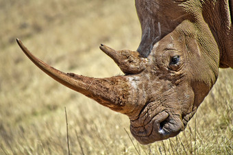 白色犀牛钇模拟square-lipped犀牛犀牛和狮子自然储备南afica非洲