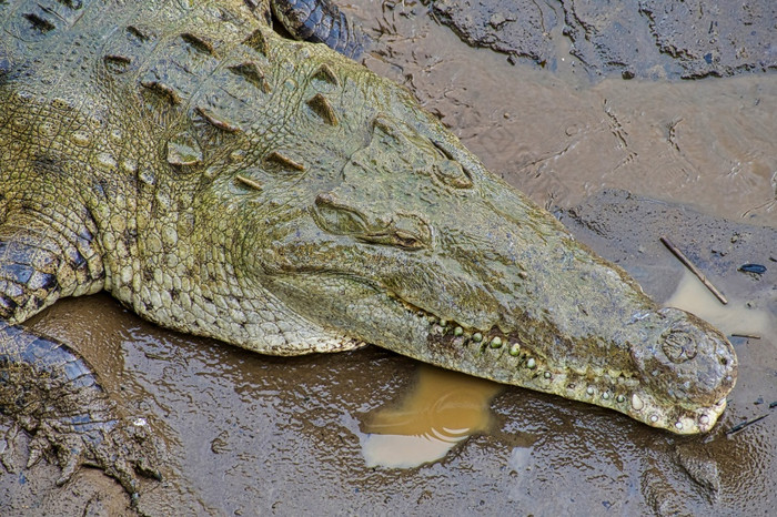 美国鳄鱼Crocodylusacutus科斯塔黎加中央美国美国