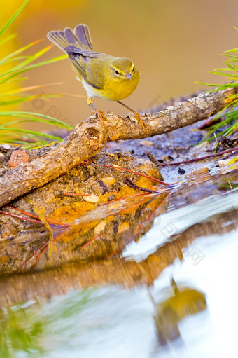 柳树莺phylloscopus蜂鸟森林池塘地中海森林卡斯提尔和利昂西班牙欧洲