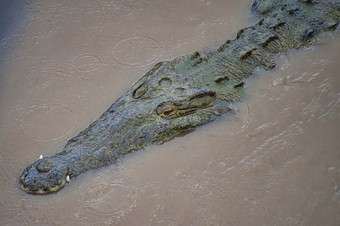 美国鳄鱼Crocodylusacutus科斯塔黎加中央美国美国