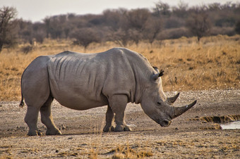 白色犀牛钇模拟square-lipped犀牛卡马犀牛圣所奶酪博茨瓦纳非洲