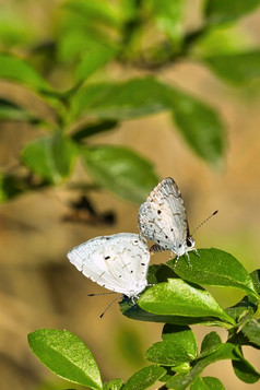 gossamer-winged蝴蝶莱卡尼蝴蝶皇家巴蒂亚国家公园巴尔迪亚国家公园尼泊尔亚洲