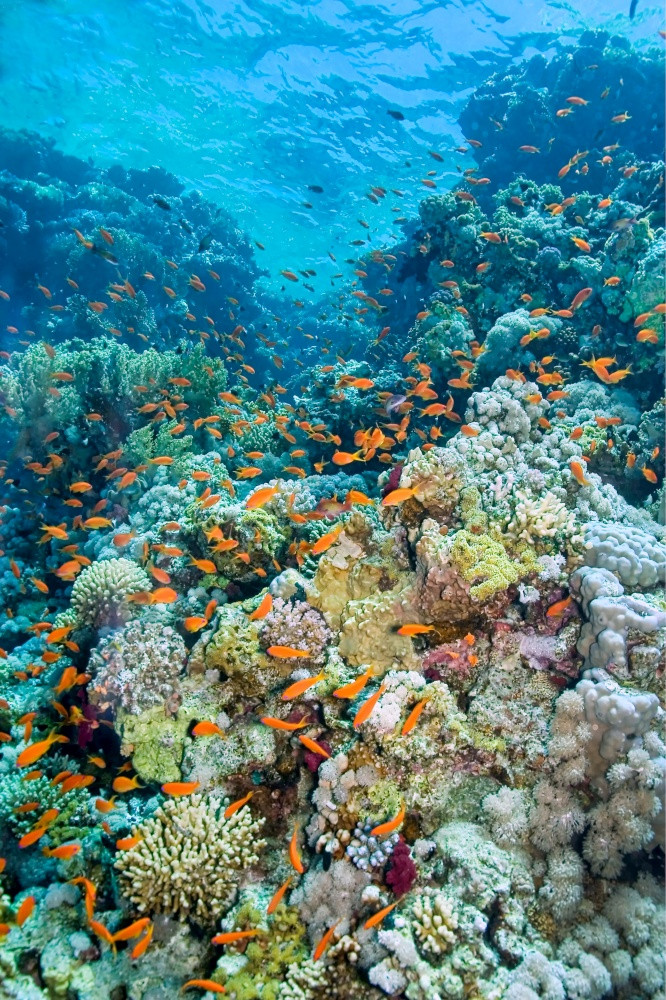 珊瑚礁水下景观红色的海埃及非洲