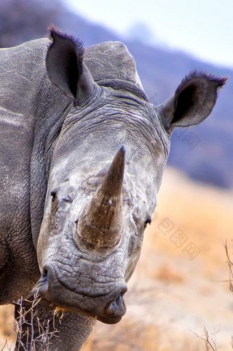 白色犀牛钇模拟square-lipped犀牛卡马犀牛圣所博茨瓦纳非洲