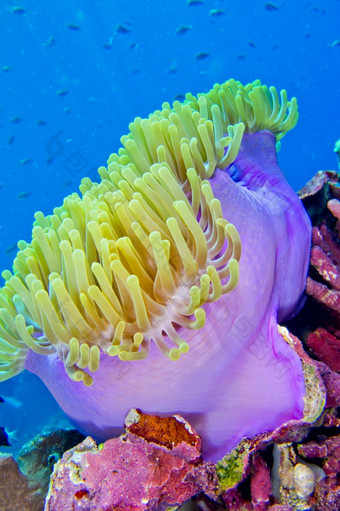 华丽的海海葵ritteri海葵<strong>异形</strong>目不错啊布纳肯国家海洋公园布纳肯北苏拉威西岛印尼亚洲