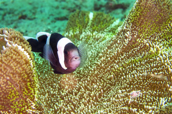 熊猫<strong>小丑鱼</strong>安菲普瑞恩polymnus<strong>小丑鱼</strong>anemonefish小热带鱼lembeh北苏拉威西岛印尼亚洲