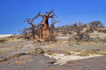 Baobabadansoniadigitata坚固的堡垒岛白色海盐莱库布Makgadikgadi锅国家公园博茨瓦纳非洲