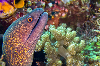 巨大的马里马里鳗鱼裸胸爪哇尼库斯布纳肯国家<strong>海洋公园</strong>布纳肯北苏拉威西岛印尼亚洲