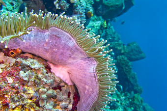 华丽的海海葵ritteri海葵<strong>异形</strong>目不错啊lembeh北苏拉威西岛印尼亚洲