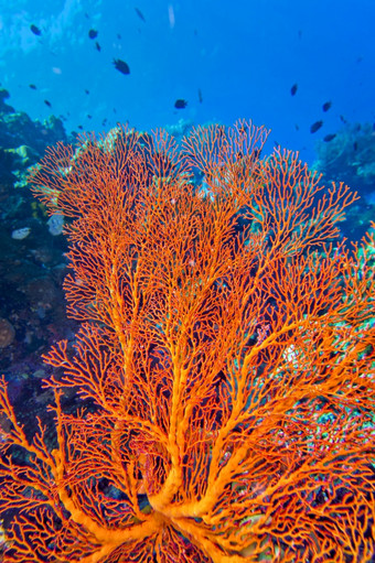 海风扇海鞭子可怕的珊瑚礁布纳肯国家海洋公园布纳肯北苏拉威西岛印尼亚洲