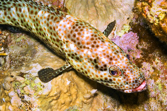 珊瑚石斑鱼cephalopholisminiata珊瑚礁红色的海埃及非洲