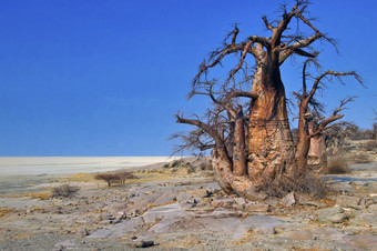 Baobabadansoniadigitata坚固的堡垒岛白色海盐莱库布Makgadikgadi锅国家公园博茨瓦纳非洲