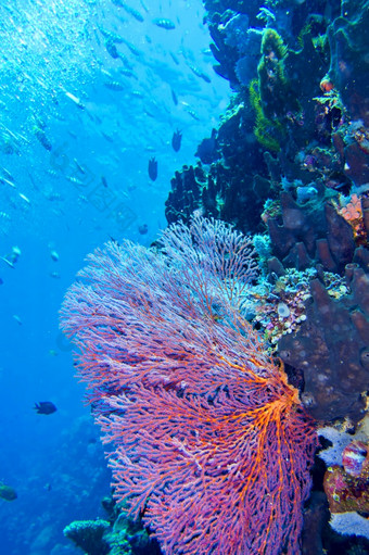 海风扇海鞭子可怕的珊瑚礁布纳肯国家<strong>海洋公园</strong>布纳肯北苏拉威西岛印尼亚洲