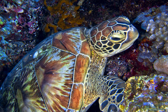 玳瑁海乌龟eretmochelys嵌 套布纳肯国家海洋公园布纳肯北苏拉威西岛印尼亚洲