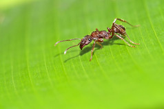 饲养蚂蚁热带热带雨林科斯塔黎加中央美国美国