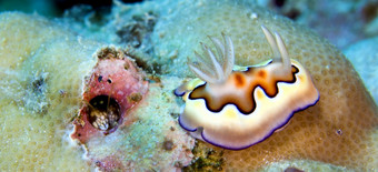 海鼻涕虫多丽德裸鳃亚目动物色粒色粒我们看看珊瑚礁布纳肯国家海洋公园布纳肯北苏拉威西岛印尼亚洲