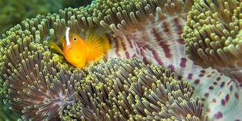 东部臭鼬anemonefish安菲普瑞恩sandaracinos华丽的海海葵ritteri海葵<strong>异形</strong>目不错啊lembeh北苏拉威西岛印尼亚洲
