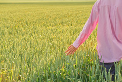 女人触摸的耳朵小麦与她的手的设置太阳在的小麦场春天的粮食收获的场复制空间自然背景