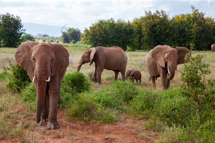 的大象家庭的布什的桑布鲁国家公园大象家庭的布什的桑布鲁国家公园