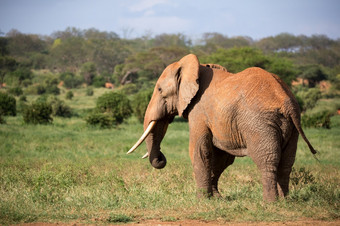 一个<strong>大红</strong>色的大象走通过的萨凡纳之间的许多植物<strong>大红</strong>色的大象走通过的萨凡纳之间的许多植物