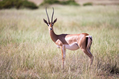 的羚羊的草景观肯尼亚一些羚羊的草景观肯尼亚