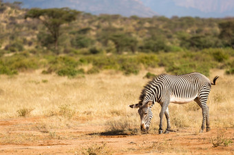 的格雷维斑马放牧的农村桑布鲁肯尼亚格雷维斑马放牧的农村桑布鲁肯尼亚