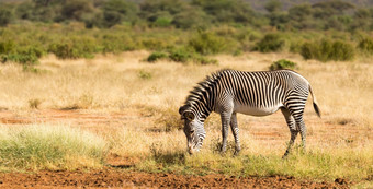 的格雷维斑马放牧的农村桑布鲁肯尼亚格雷维斑马放牧的农村桑布鲁肯尼亚