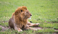 一个大狮子谎言的草的稀树大草原肯尼亚大狮子谎言的草的稀树大草原肯尼亚