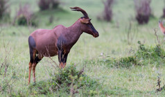 帽子瞪羚的肯尼亚稀树大草原在长满草的景观帽子瞪羚的肯尼亚稀树大草原在长满草的景观
