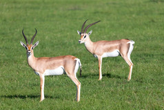 格兰特瞪 羚绿色牧场国家公园肯尼亚格兰特瞪 羚绿色牧场国家公园肯尼亚