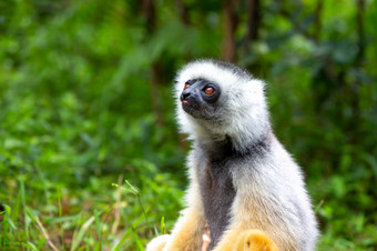 一个sifaka狐猴的热带雨林的岛马达加斯加sifaka狐猴的热带雨林的岛马达加斯加