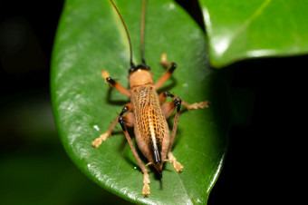 的本地的物种昆虫的热带雨林本地的物种昆虫的热带雨林