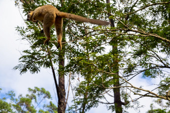 的狐猴雨森林的树跳来跳去从树树狐猴雨森林的树跳来跳去从树树